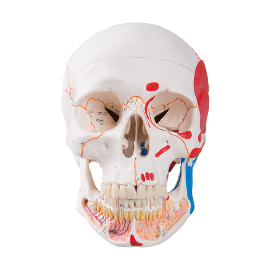 Classic Skull Opened Jaw 3-Parts Painted A22/1