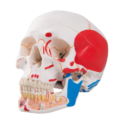 Classic Skull Opened Jaw 3-Parts Painted A22/1 3