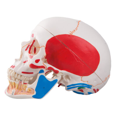 Classic Skull Opened Jaw 3-Parts Painted A22/1 4
