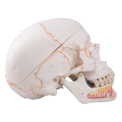 Classic Skull Opened Jaw 3-Parts Painted A22/1 5