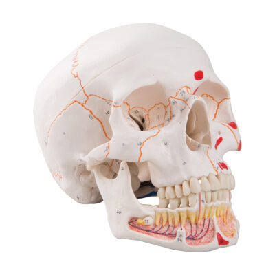 Classic Skull Opened Jaw 3-Parts Painted A22/1 6