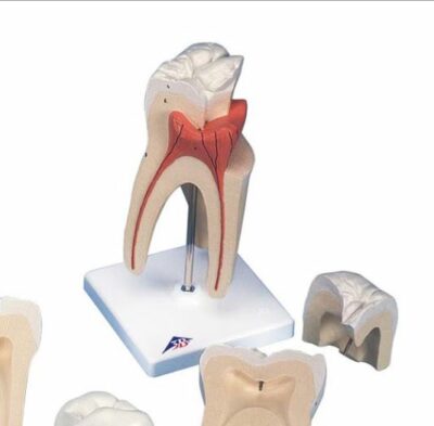 Classic Tooth Model Series D10 2