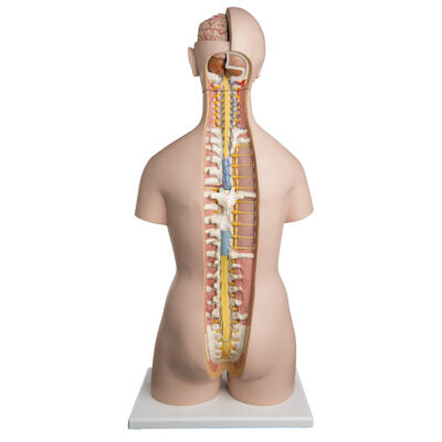 Classic Unisex Torso with Open Neck and Back B17 4