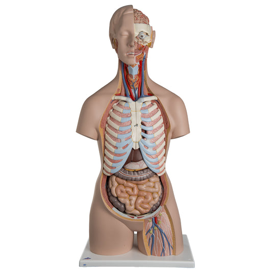 Classic Unisex Torso with Open Neck and Back B17