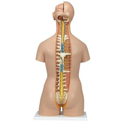 Classic Unisex Torso with Opened Neck and  Back 18 Part  B19 2