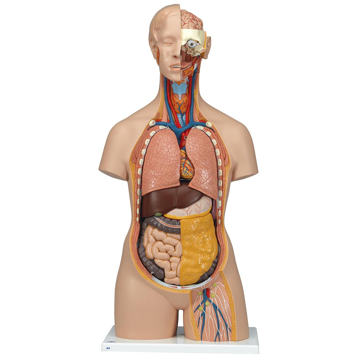 Classic Unisex Torso with Opened Neck and  Back 18 Part  B19