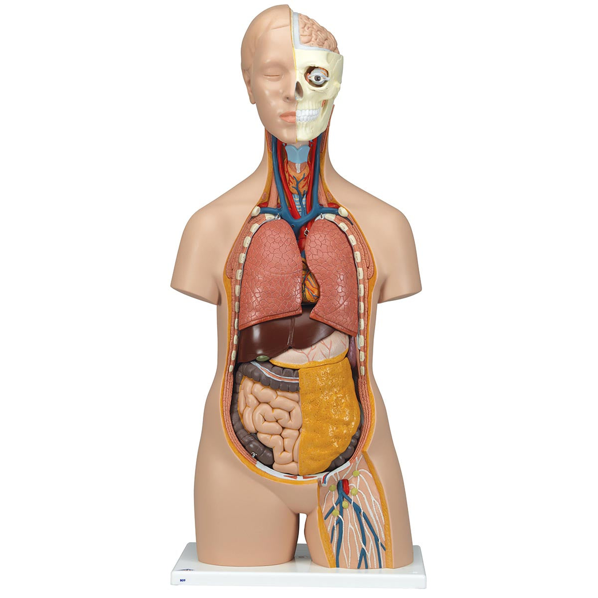 Classic Unisex Torso, 12-Part   B09