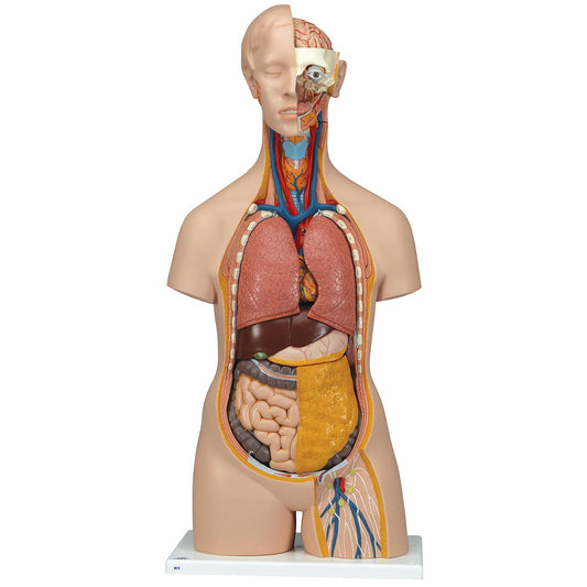 Classic Unisex Torso, 14 Part B13
