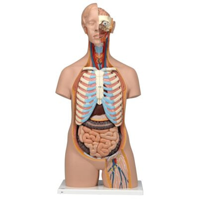 Classic Unisex Torso, 16-Part  B11 3