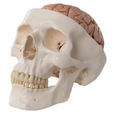 Classic-Skull with Brain, 8-Parts   A20/9 1