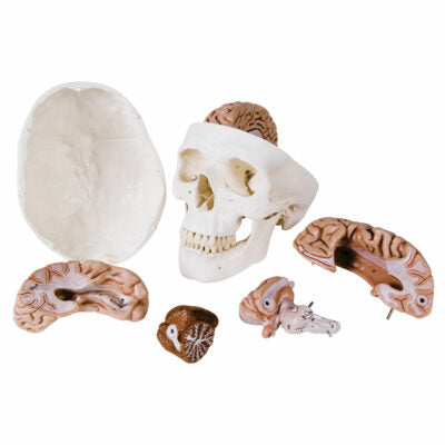 Classic-Skull with Brain, 8-Parts   A20/9 2