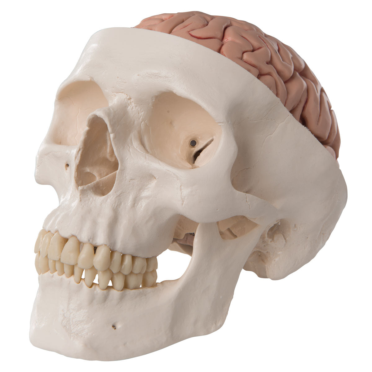 Classic-Skull with Brain, 8-Parts   A20/9