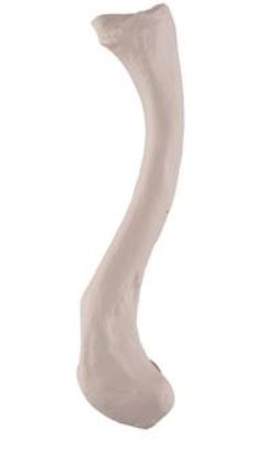 Clavicle A45/5