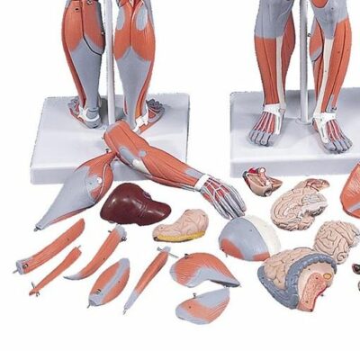Complete Dual Sex Muscle Model 33 Part  B55 5