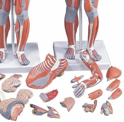 Complete Dual Sex Muscle Model 33 Part  B55 4