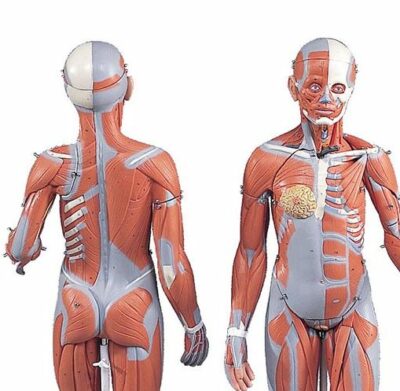 Complete Dual Sex Muscle Model 33 Part  B55 3