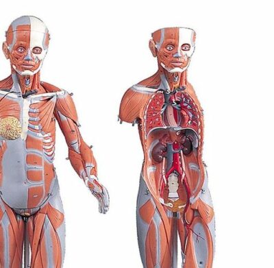 Complete Dual Sex Muscle Model 33 Part  B55 2