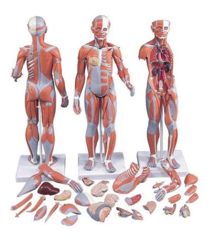 Complete Dual Sex Muscle Model 33 Part  B55