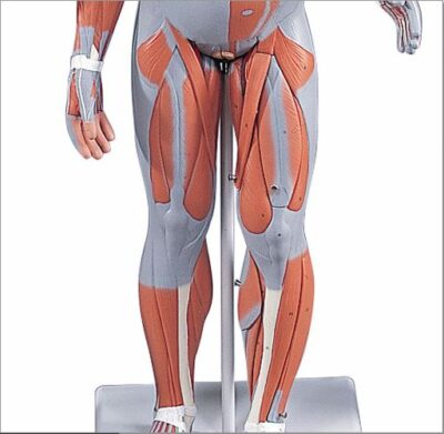 Complete Female Muscular 21 Part   B56 2