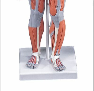Complete Female Muscular 21 Part   B56 1