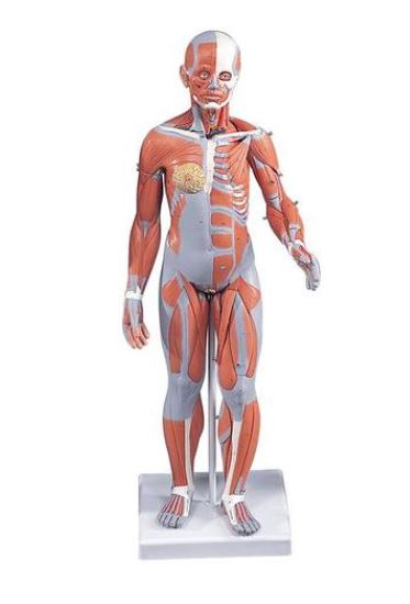 Complete Female Muscular 21 Part   B56