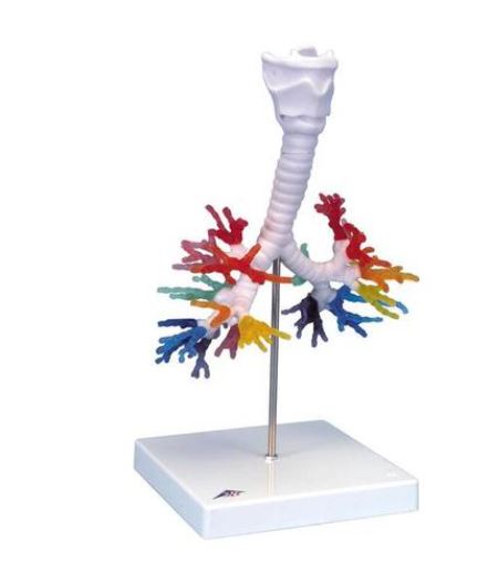 CT Bronchial Tree with Larynx  G23