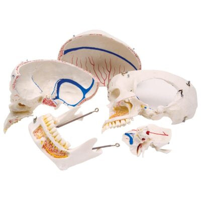 Deluxe Demonstration Skull  10 Part   A27 2