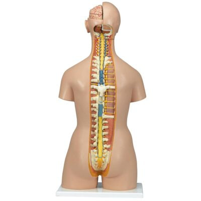 Deluxe Dual Sex Torso with  Opened Back  28 Part  B35 2