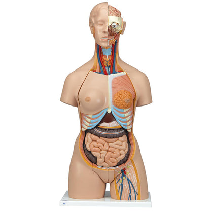 Deluxe Dual Sex Torso with  Opened Back  28 Part  B35