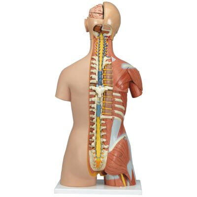 Deluxe Dual-Sex Muscle-Torso 31 Part  B40 3