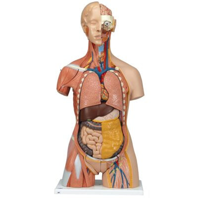 Deluxe Dual-Sex Muscle-Torso 31 Part  B40 4