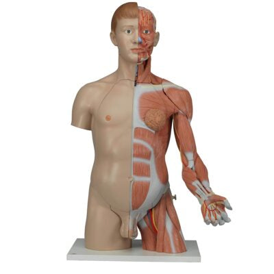 Deluxe Dual-Sex Torso  with  Muscle Arm  33 Part B42 2