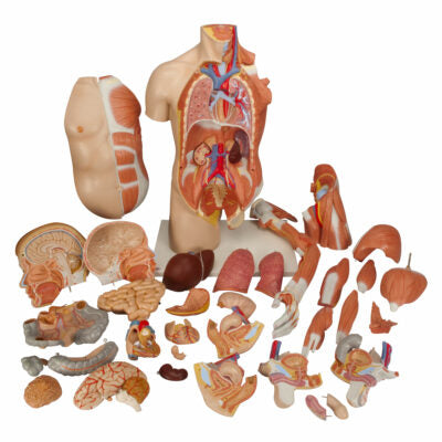 Deluxe Dual-Sex Torso  with  Muscle Arm  33 Part B42 3