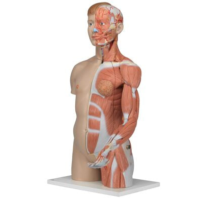 Deluxe Dual-Sex Torso  with  Muscle Arm  33 Part B42 4
