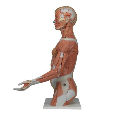 Deluxe Dual-Sex Torso  with  Muscle Arm  33 Part B42 5