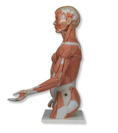 Deluxe Dual-Sex Torso  with  Muscle Arm  33 Part B42 6