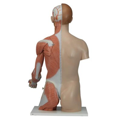 Deluxe Dual-Sex Torso  with  Muscle Arm  33 Part B42 7