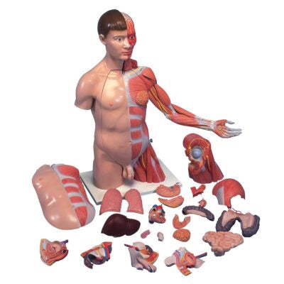 Deluxe Dual-Sex Torso  with  Muscle Arm  33 Part B42 8