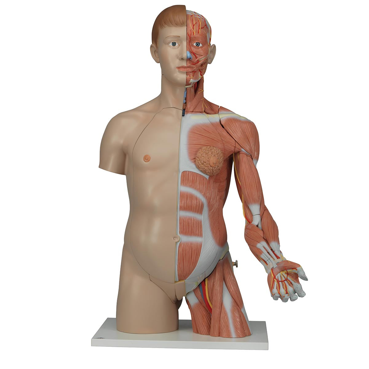Deluxe Dual-Sex Torso  with  Muscle Arm  33 Part B42
