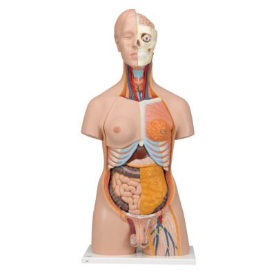 Deluxe Dual-Sex Torso, 20-Part  B32 2