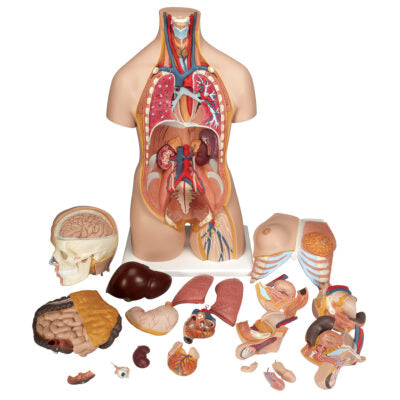 Deluxe Dual-Sex Torso, 20-Part  B32 3
