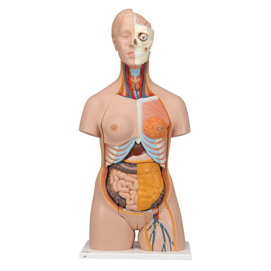 Deluxe Dual-Sex Torso, 20-Part  B32
