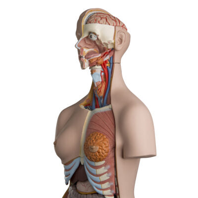 Deluxe Dual-Sex Torso, 24-Part  B30 2