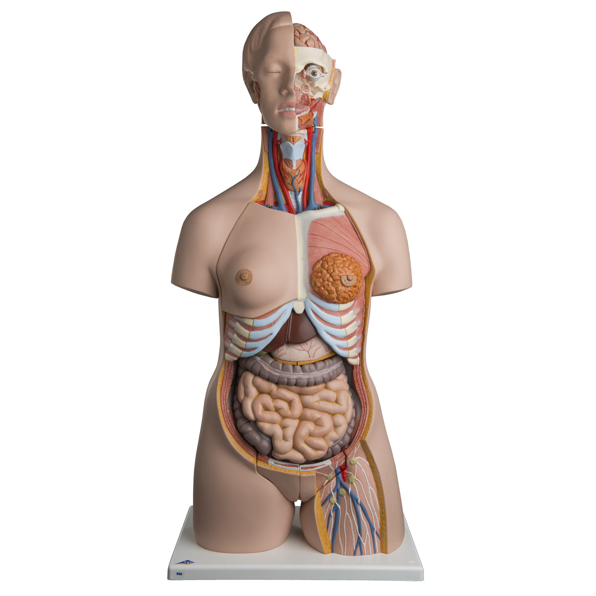 Deluxe Dual-Sex Torso, 24-Part  B30