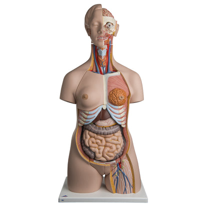 Deluxe Dual-Sex Torso, 24-Part  B30