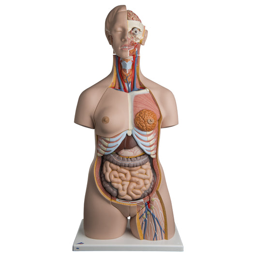 Deluxe Dual-Sex Torso, 24-Part  B30