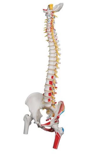 Deluxe Flex. Spine with Femur A58/7 2