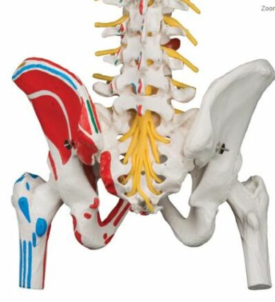 Deluxe Flex. Spine with Femur A58/7 3
