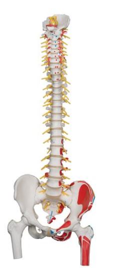 Deluxe Flex. Spine with Femur A58/7