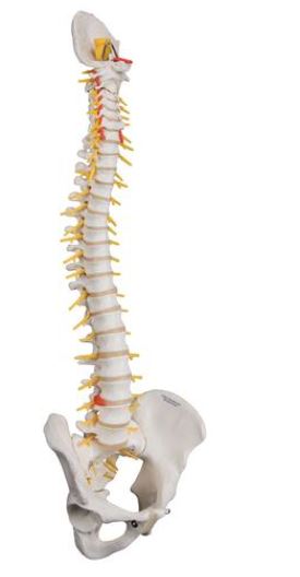 Deluxe Flexible Spine A58/5 1